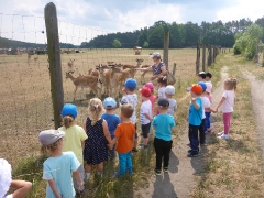 BIEDRONKI W BORÓWKACH_3