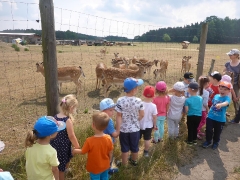 BIEDRONKI W BORÓWKACH_4