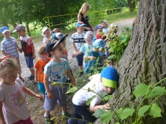 BIEDRONKI W BORÓWKACH_5