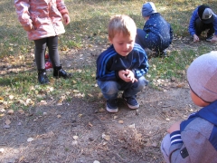 Biedronki w lesie_11
