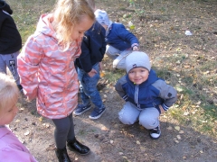 Biedronki w lesie_17