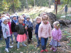 Biedronki w lesie_19