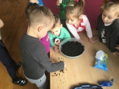 Sadzenie cebulek w czterolatkach 
